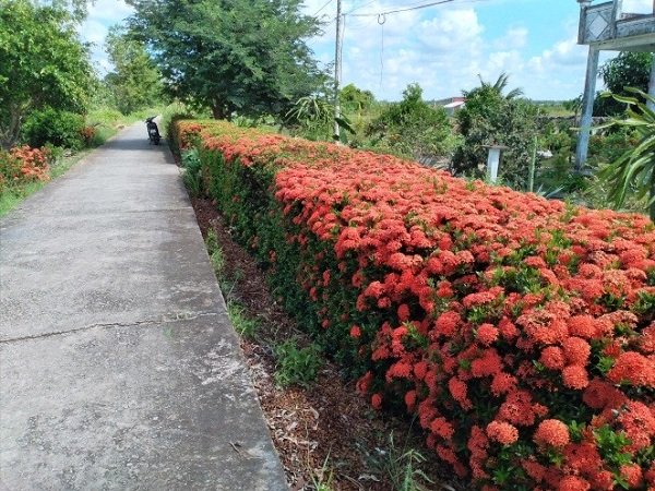 cây bông trang hàng rào