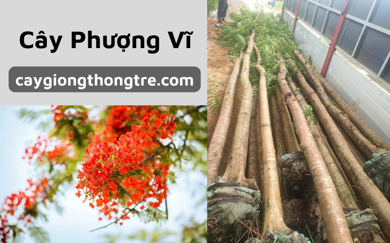 Cây phượng vĩ trồng công trình, cảnh quan