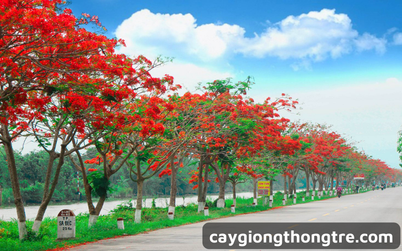 Cây phượng vĩ trồng công trình, cảnh quan