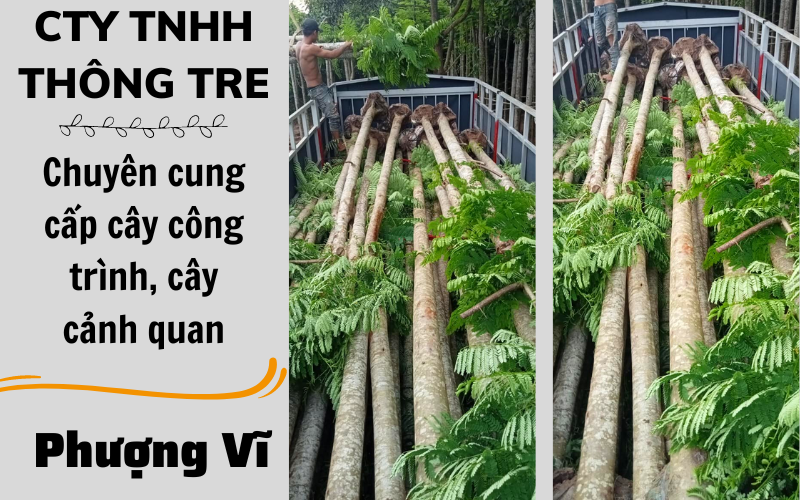 Cây phượng vĩ trồng công trình, cảnh quan